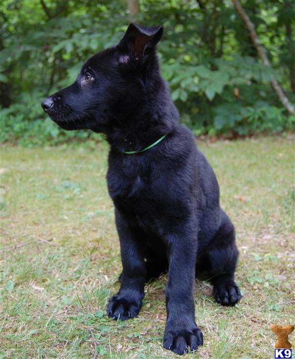 German Shepherd